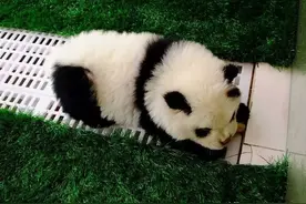 遛熊猫主人澄清后，网友赶紧帮忙“掩盖真相”，连中国人都懵了……四川人到底一家几只熊猫？图片