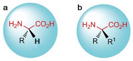 不用过渡金属催化剂的-氨基酸不对称芳基化