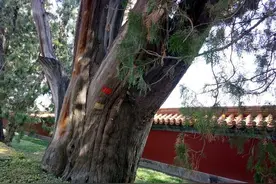 古树保护|电子户口+线上认养+科技复壮图片