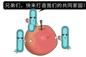 水果发霉坏掉了，切掉坏的部分还能不能吃？一次实验告诉你图片