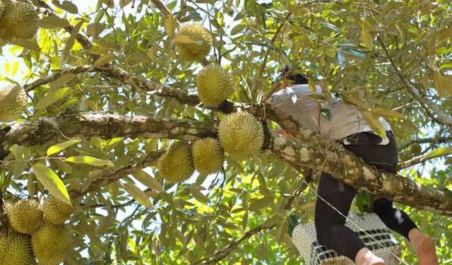 一棵树上能结300多个榴莲,为什么榴莲还卖那么贵?看完涨知识了