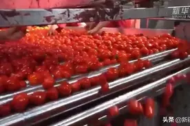 世界上最好的番茄酱之一是如何在新疆制成的？图片