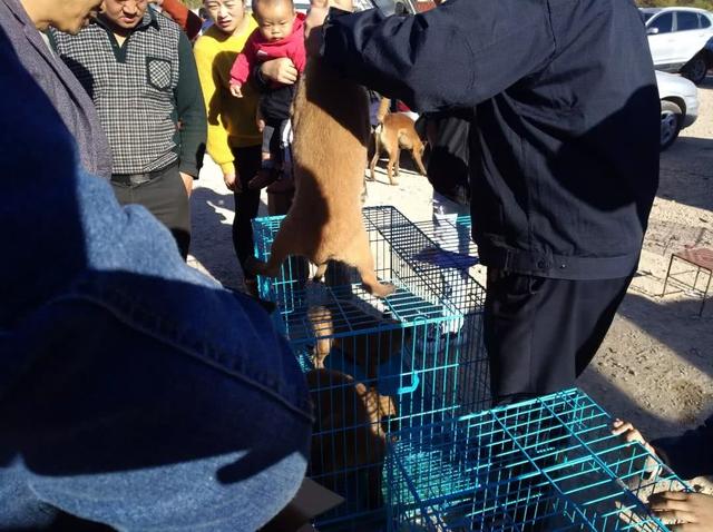 狗市出售马犬,商贩要价600元一只,不懂行的人觉得不值!