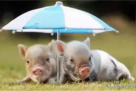 养猪人必须掌握，猪舍降温小妙招图片