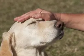 狗狗这6个部位不要随便“摸”，一旦摸了，小心它爱上你图片