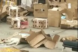 漯河数千只宠物快递箱内死亡，快递违法邮寄宠物为何屡禁不止？图片