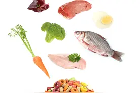 不同种类爱宠吃什么好 宠物主粮分类大全图片