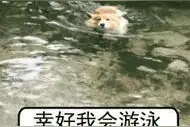 我为什么不建议所有的柯基夏天玩凉水？图片