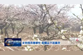 花开滨城：乡村四月春耕忙 虹螺山下花盛开图片