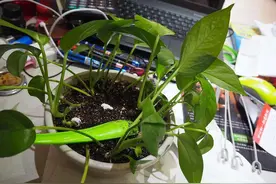 夏日换土换盆要注意，这几点操作不多余，服盆有保障不怕换死图片