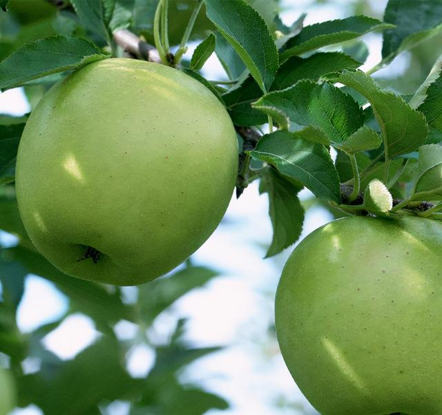 COR-冠菌素，帮助苹果增糖转色提质，卖相好味道佳，卖上好价