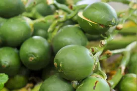 槟榔是什么东西，它到底有什么作用？为什么年轻人都喜欢嚼槟榔？图片