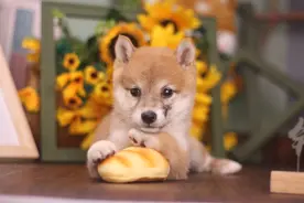 柴犬尴尬期需要注意什么？柴犬怎样爆脸？怎样喂出大饼脸？图片
