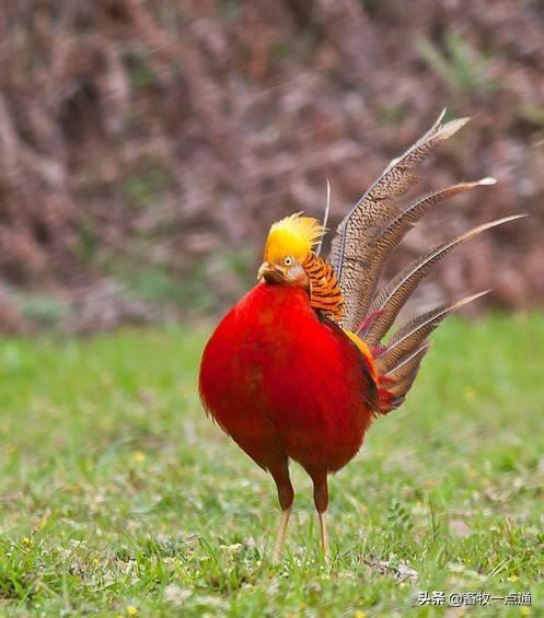 如何配制肉鸡各阶段日粮？