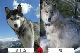 七种长得最像狼的犬，最后一种因太像狼甚至被多国禁养图片