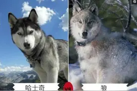 七种长得最像狼的犬，最后一种因太像狼甚至被多国禁养图片