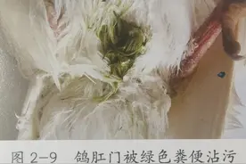 博金赛鸽丨鸽子拉绿便是什么原因？图片