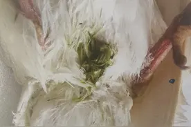 博金赛鸽丨鸽子拉绿便是什么原因？图片