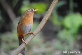 野鸟捕捉的方法和应当要注意的问题图片