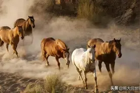 马的耳朵总在动，他是想表达什么？图片