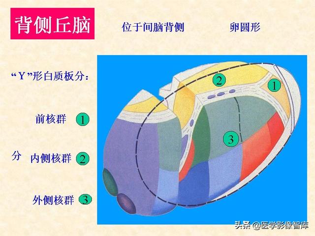 脑干、小脑及间脑解剖