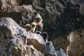 黑猴白猴，不偷庄稼的才是好猴图片