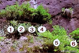 “茶王”大红袍母树仅存6株，生在“烂石”上，一斤茶价值500万元图片