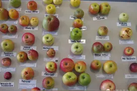 常见的23种苹果的品种产地及成熟时间一览图片