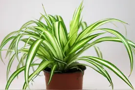 吊兰叶子下垂折断，是你养护不得当，适当“补一补”，叶片宽又厚图片