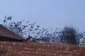 郑州紫荆山突现鸟群，“遮天蔽日”盘旋惊呆路人，揭秘鸟群怪事件图片