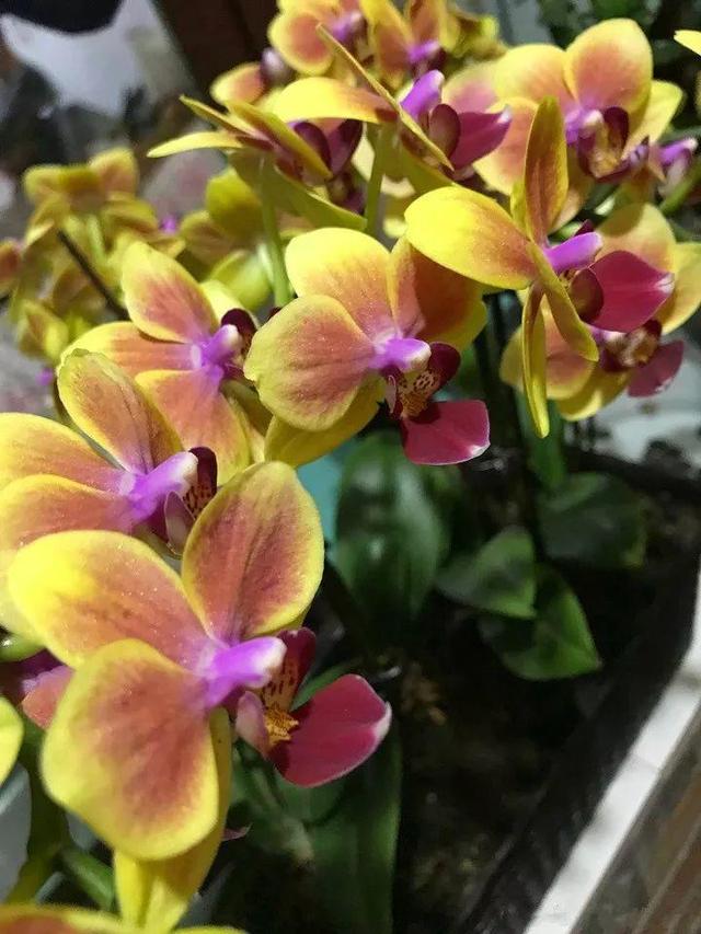 贝拉小蜜蜂草本身体乳