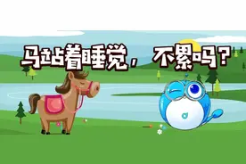 马为什么要站着睡觉？难道不累吗？图片