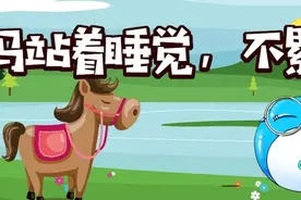 马为什么要站着睡觉？难道不累吗？图片