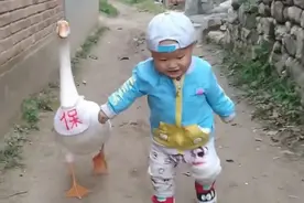 形影不离！大鹅给一岁萌娃当保镖图片