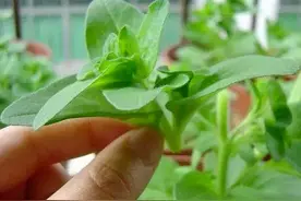 家庭养花：得弄懂怎么给花草修剪、凹造型？图片