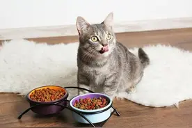 你的喂猫方法是错的！铲屎官应该放弃猫碗并改变喂食时间表图片