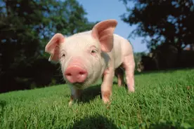中国养猪业需要“鲶鱼效应”图片