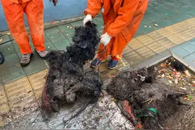 城管巧用钢丝绳拖管  管道淤泥巧妙清除图片