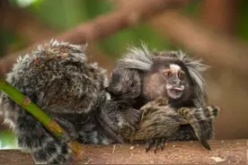 南美洲的狨，长着一张“人脸”，像极了山海经中的人面兽图片