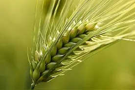 中药古今研究：麦芽图片