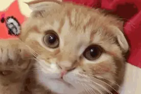 你对猫主子的力量一无所知：猫已成为澳洲本地野生动物最大威胁图片