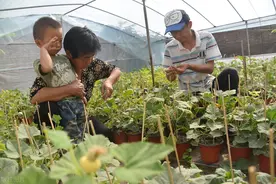 8毛一斤的“瓜”受10岁女儿启发，60岁大爷卖80元一个，年赚20万图片