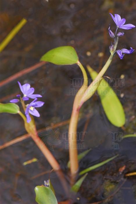 鸭舌草,见过吗?清热解毒.用于肠炎,痢疾,咽喉肿痛,牙龈脓肿