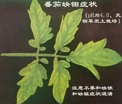 妞嶇墿缂虹礌鍘熷洜鍙婄己绱犵棁鐘跺鐓ц〃