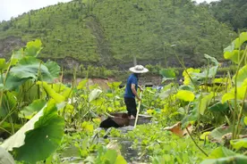 【悦读】姚关荷叶茶 留尽秋荷一缕香图片