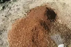 别再把榨油的油饼卖了，油饼可是最好的有机肥，肥效比鸡粪还好图片