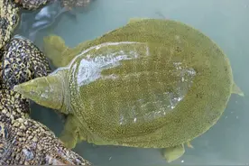 怎样知道水里有甲鱼？如何捕捉野生甲鱼？图片