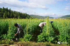 祥云：小小秋豌豆撑起致富大产业图片