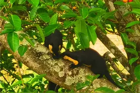 松鼠家族的巨无霸！云南龙陵首次拍到巨松鼠同框影像图片