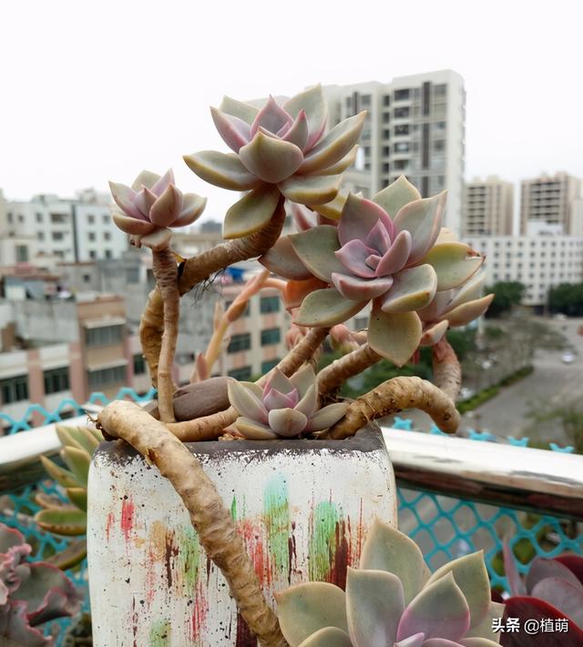 这盆初恋的状态有话说吗?不但叶色粉嫩,饱满,关键还是粗老桩